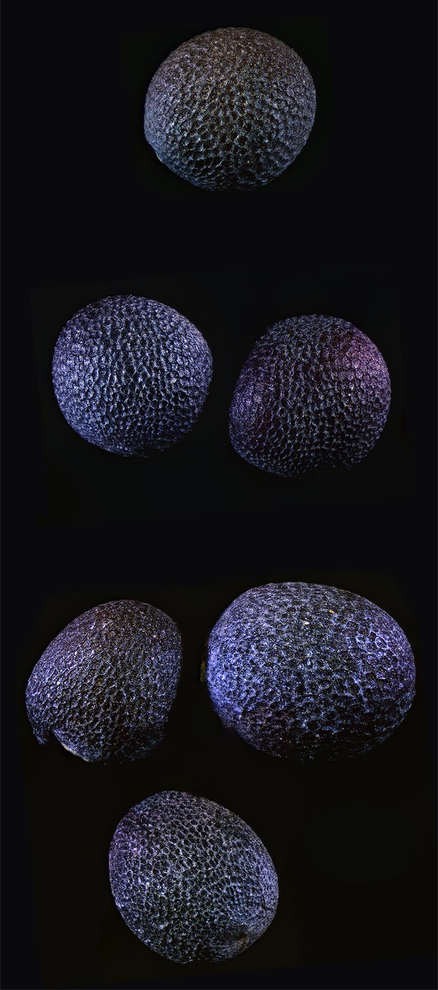 Illustration for article titled Microscope Monday no. 2 - Flowers and Seeds